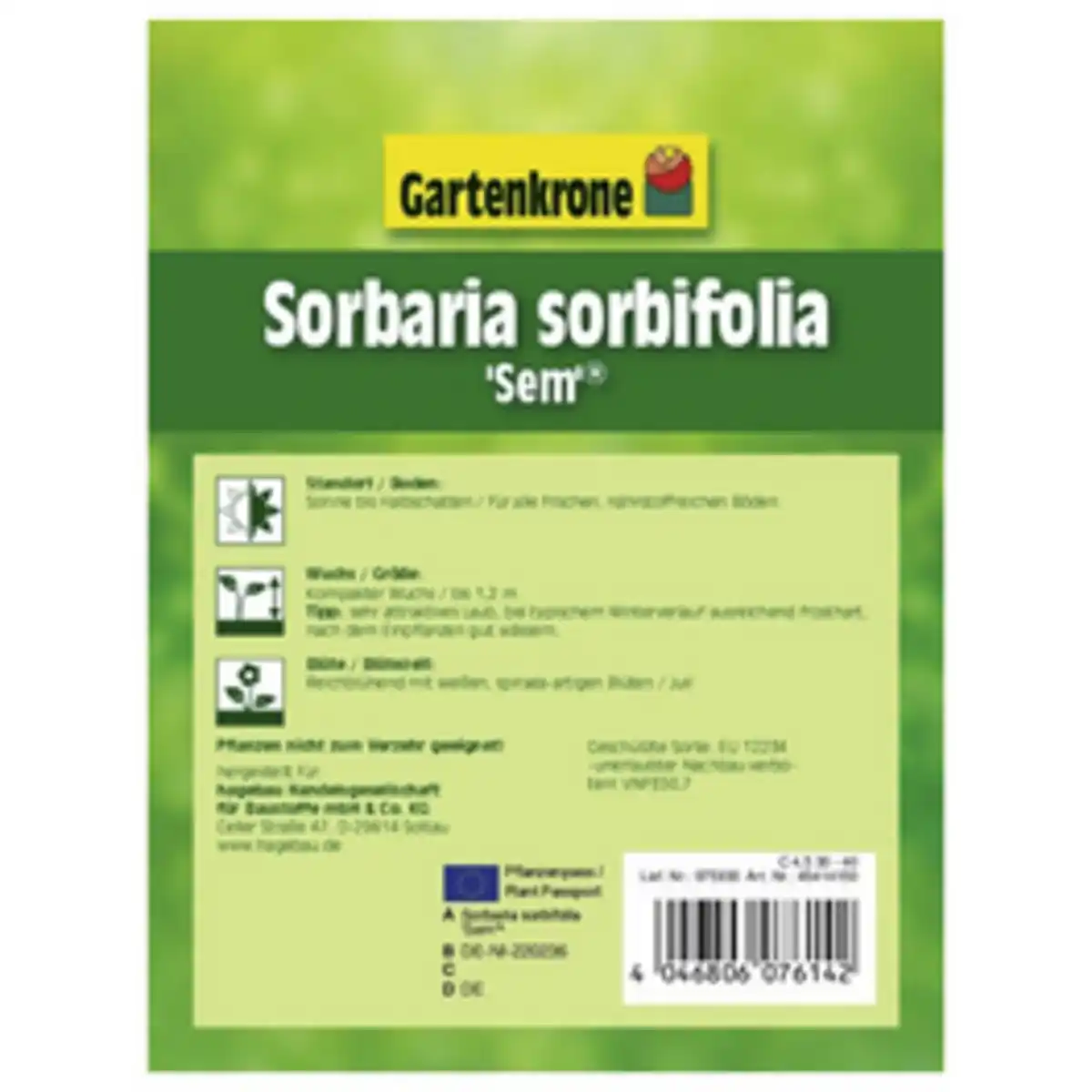 Bild 3 von Gartenkrone Sibirische Fiederspiere, Sorbaria sorbifolia »Sem«, Blätter: grün, Blüten: weiß