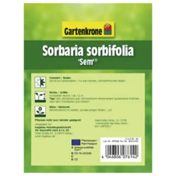 Bild 3 von Gartenkrone Sibirische Fiederspiere, Sorbaria sorbifolia »Sem«, Blätter: grün, Blüten: weiß