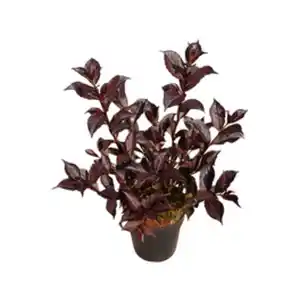 Weigelie Weigela Weigela florida »Wine and Roses®«
