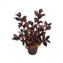 Bild 1 von Weigelie Weigela Weigela florida »Wine and Roses®«