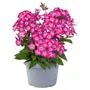 Bild 1 von GARDENLINE Stauden Sommer-Hits, Phlox