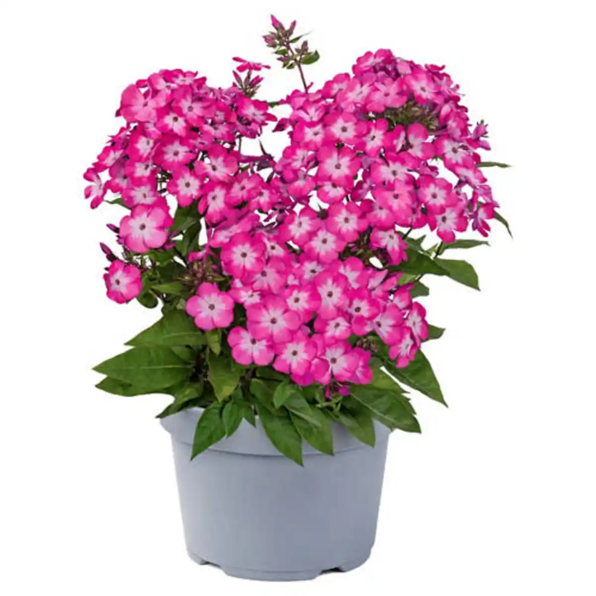 Bild 1 von GARDENLINE Stauden Sommer-Hits, Phlox