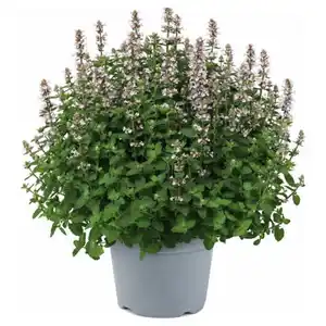 GARDENLINE Stauden Sommer-Hits, Nepeta