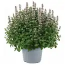 Bild 1 von GARDENLINE Stauden Sommer-Hits, Nepeta