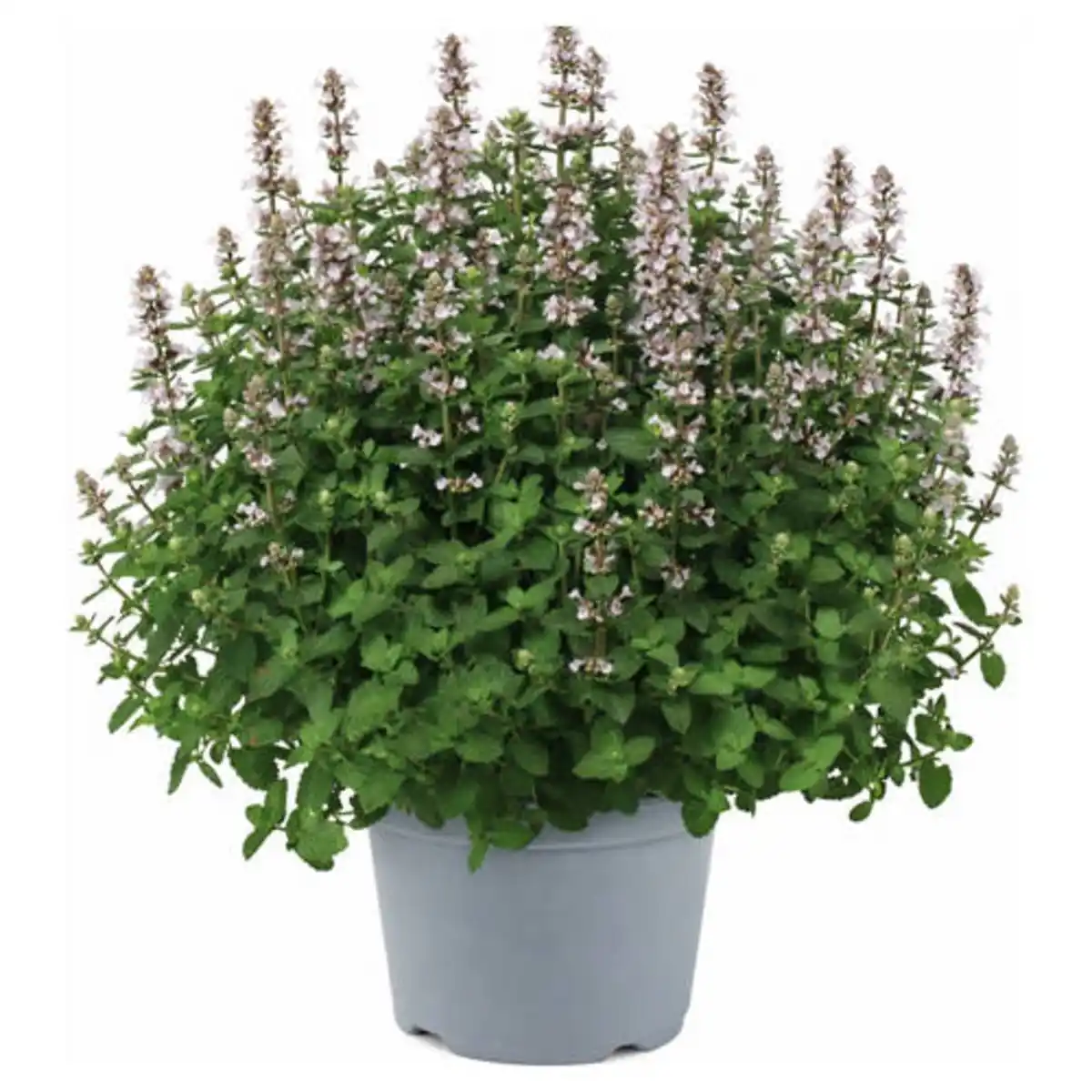 Bild 1 von GARDENLINE Stauden Sommer-Hits, Nepeta