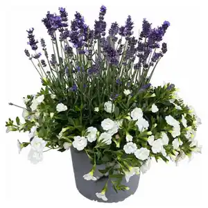 GARDENLINE Lavendel & Calibrachoa Duo-Kombi Weiß