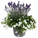 Bild 1 von GARDENLINE Lavendel & Calibrachoa Duo-Kombi Weiß