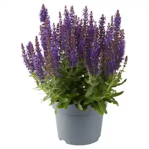 GARDENLINE Stauden Sommer-Hits, Salvia
