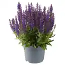 Bild 1 von GARDENLINE Stauden Sommer-Hits, Salvia