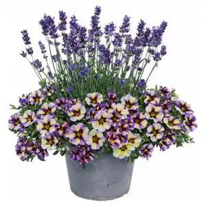 GARDENLINE Lavendel & Calibrachoa Duo-Kombi Blau
