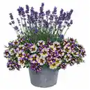Bild 1 von GARDENLINE Lavendel & Calibrachoa Duo-Kombi Blau