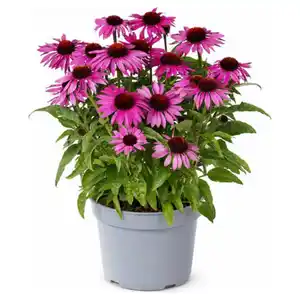 GARDENLINE Stauden Sommer-Hits, Echinacea