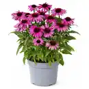 Bild 1 von GARDENLINE Stauden Sommer-Hits, Echinacea