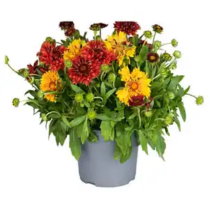GARDENLINE Gaillardia Sommer-Duo