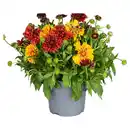 Bild 1 von GARDENLINE Gaillardia Sommer-Duo