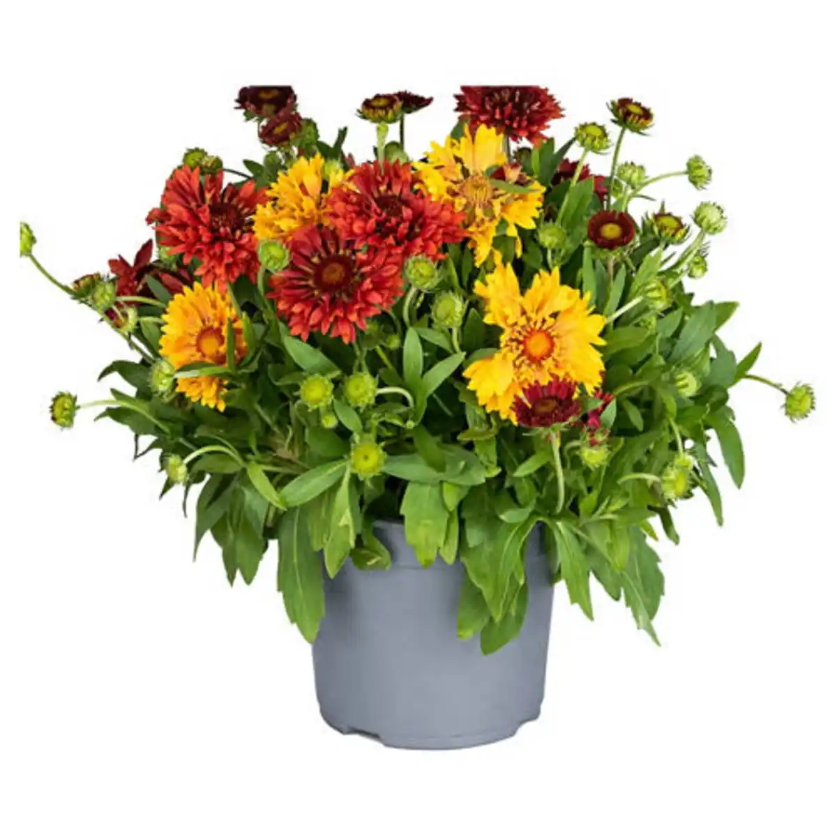 Bild 1 von GARDENLINE Gaillardia Sommer-Duo