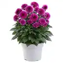 Bild 1 von GARDENLINE Stauden Sommer-Hits, Dahlie
