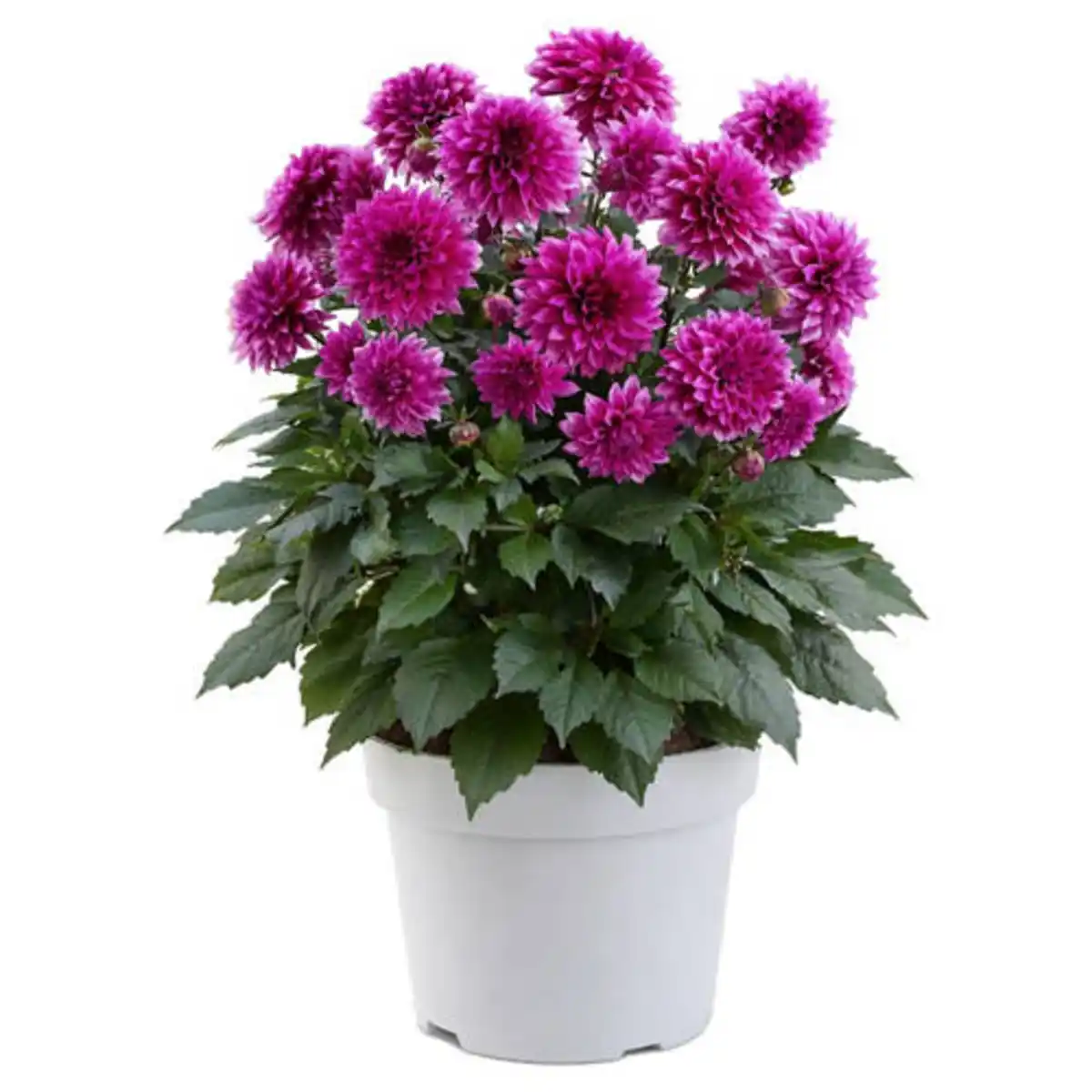 Bild 1 von GARDENLINE Stauden Sommer-Hits, Dahlie