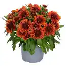 Bild 1 von GARDENLINE Stauden Sommer-Hits, Gaillardia