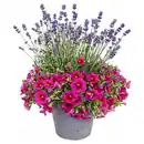 Bild 1 von GARDENLINE Lavendel & Calibrachoa Duo-Kombi Pink