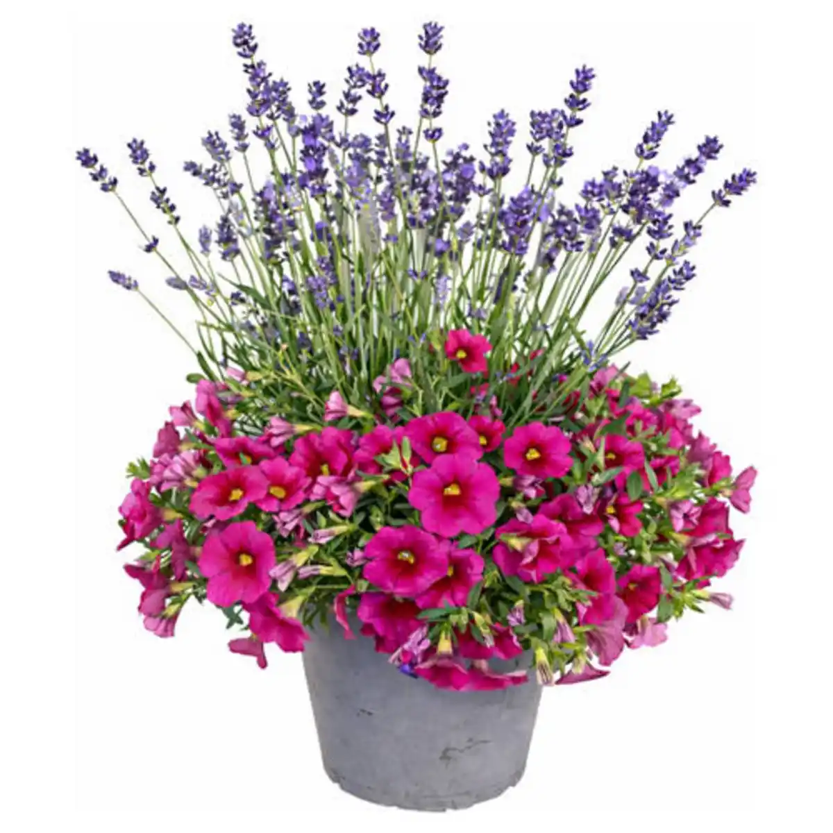 Bild 1 von GARDENLINE Lavendel & Calibrachoa Duo-Kombi Pink