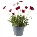 Bild 1 von GARDENLINE Stauden Sommer-Hits, Cosmos
