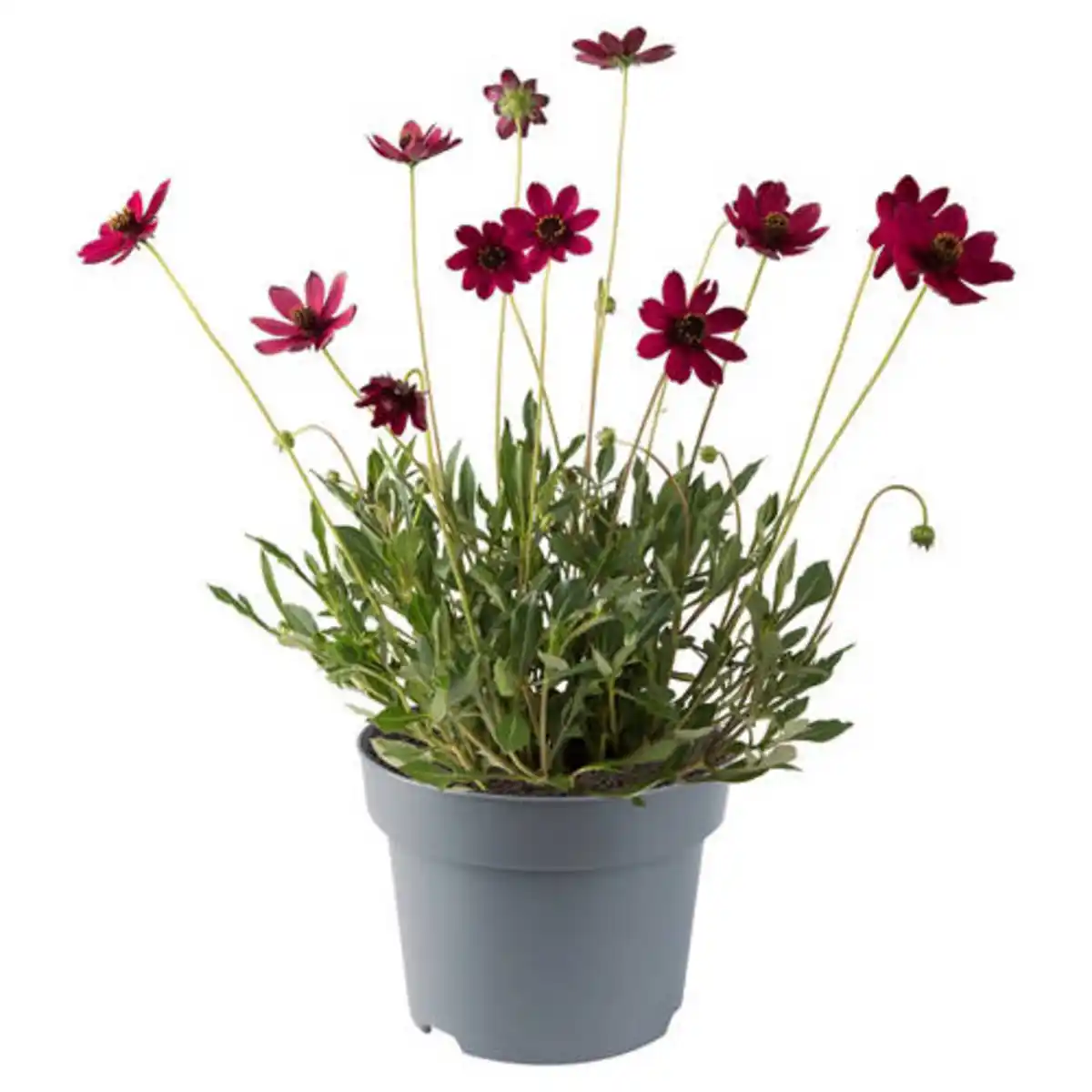 Bild 1 von GARDENLINE Stauden Sommer-Hits, Cosmos
