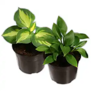 Funkie Hosta XL