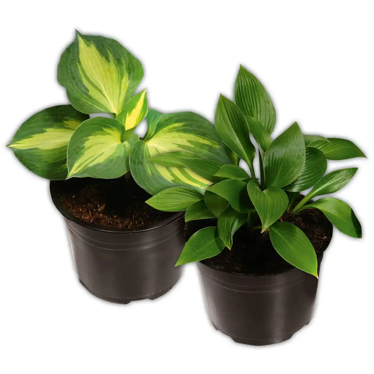 Bild 1 von Funkie Hosta XL