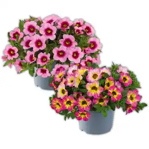 Calibrachoa Sondersorte XL