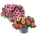 Bild 1 von Calibrachoa Sondersorte XL