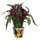 Bild 1 von GARDENLINE Calla/Zantedeschia Mix