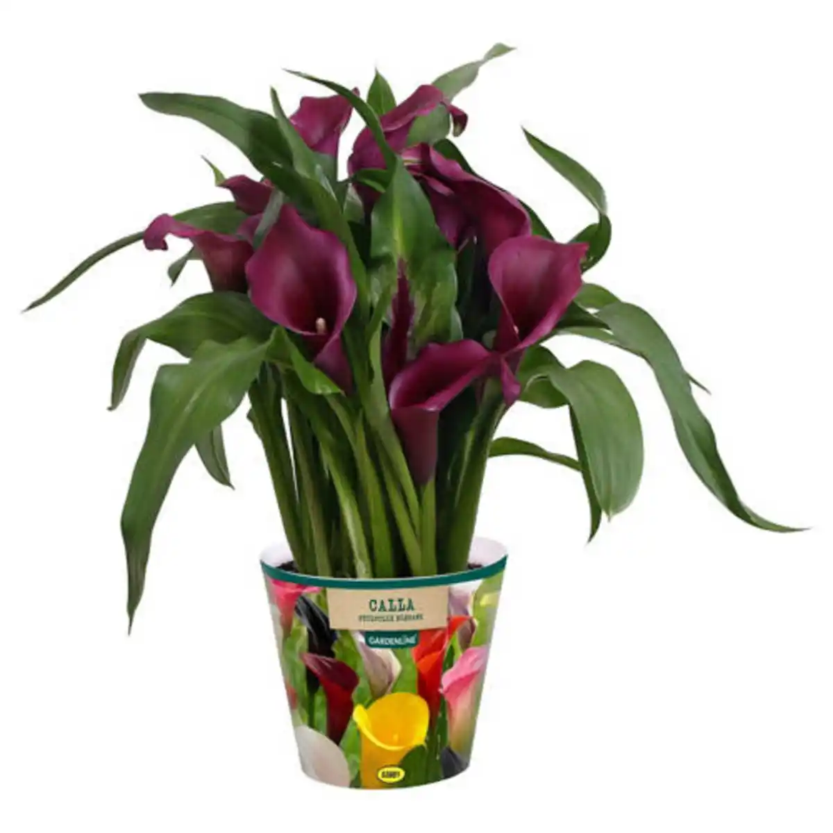 Bild 1 von GARDENLINE Calla/Zantedeschia Mix