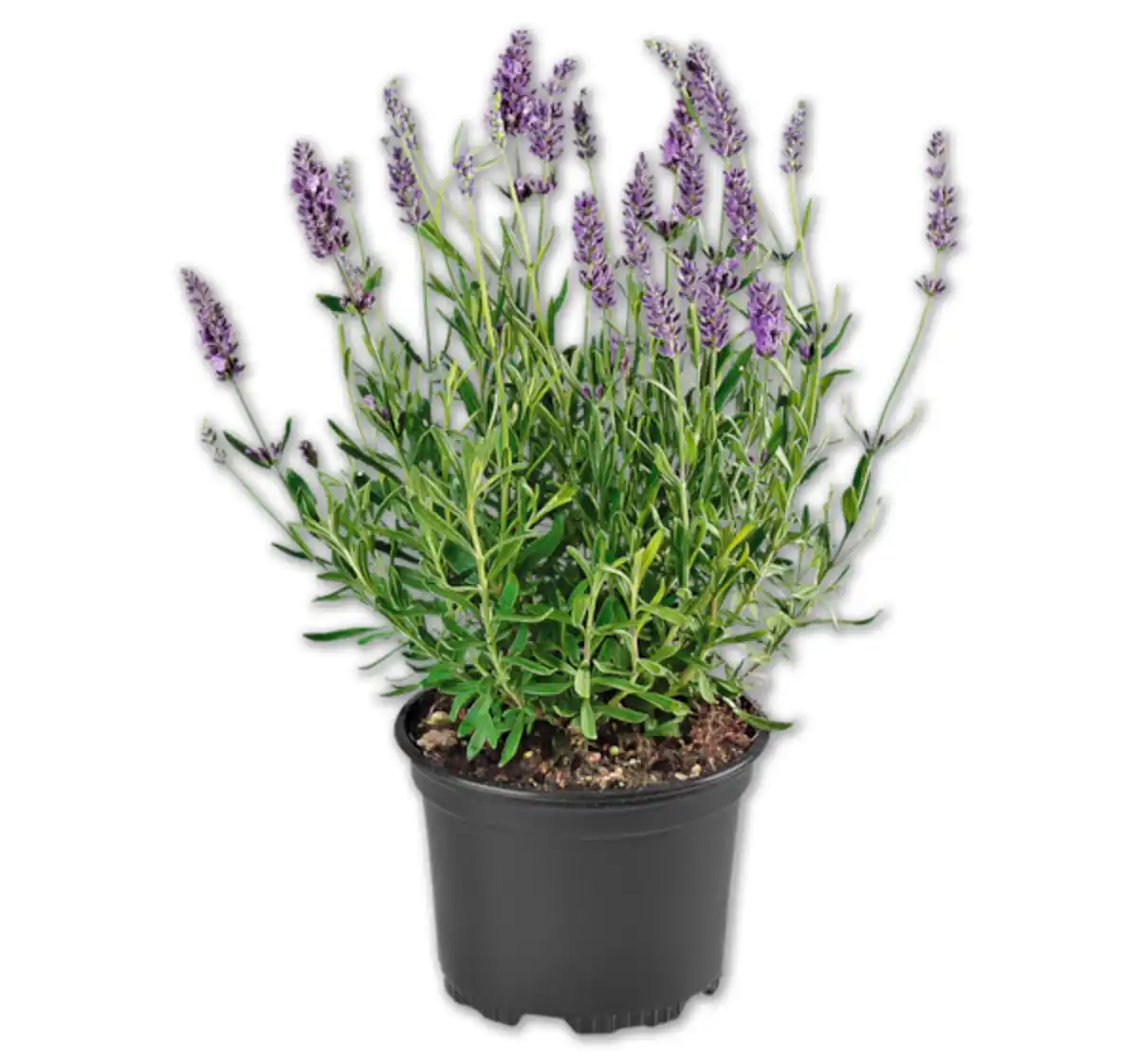 Bild 1 von Lavendel*