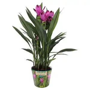 GARDENLINE Curcuma Siam Splash