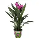 Bild 1 von GARDENLINE Curcuma Siam Splash