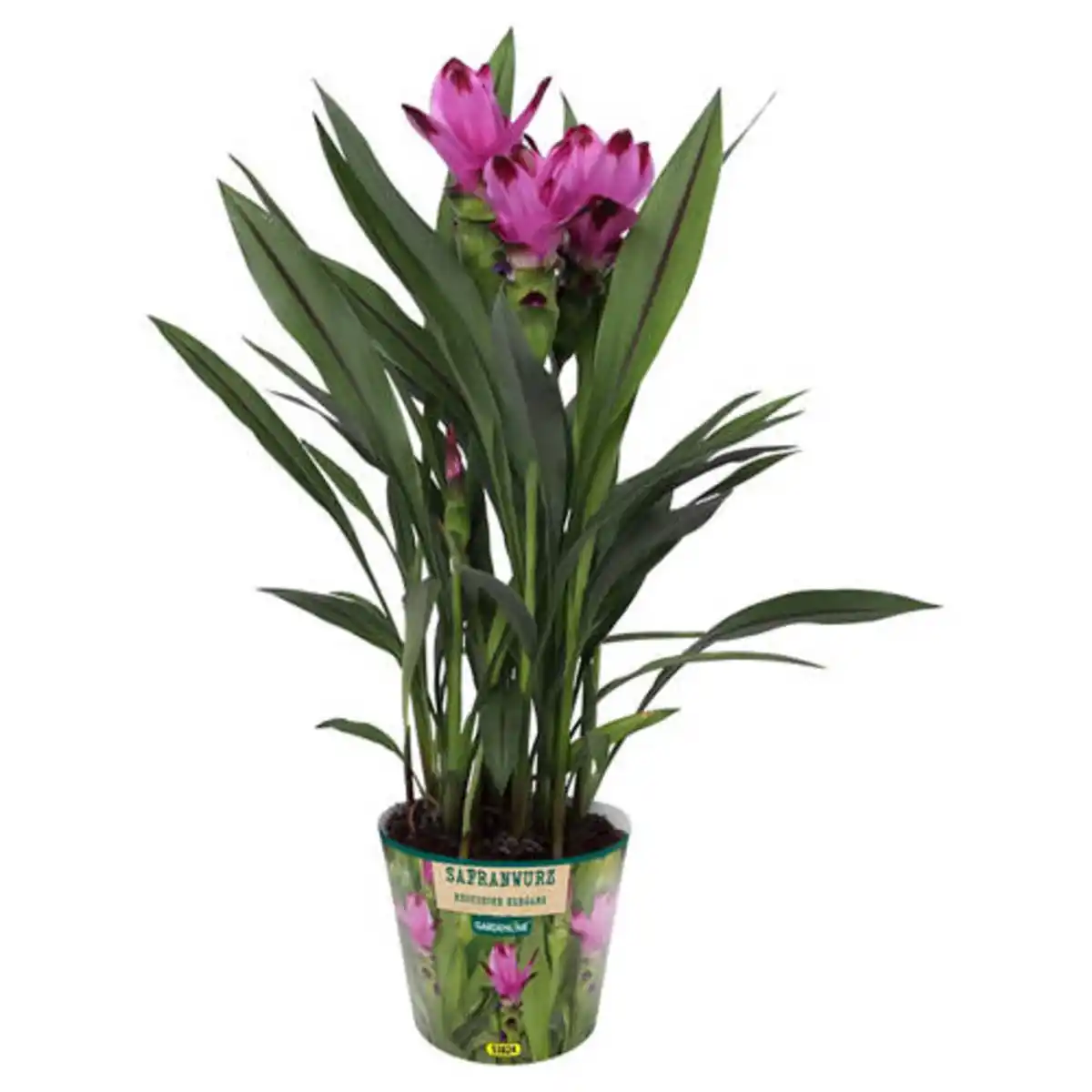 Bild 1 von GARDENLINE Curcuma Siam Splash