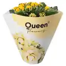 Bild 1 von GARDENLINE Kalanchoe Queen, Gelb