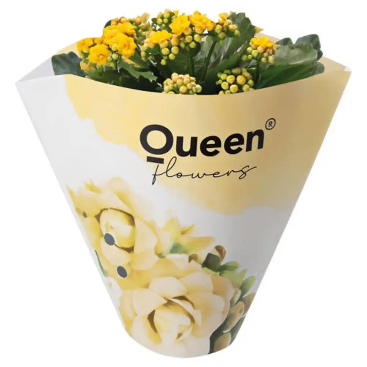 Bild 1 von GARDENLINE Kalanchoe Queen, Gelb