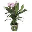 Bild 1 von GARDENLINE Curcuma Siam Salsa