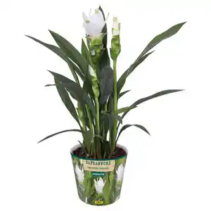 GARDENLINE Curcuma Siam Sisto