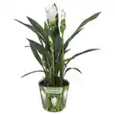 Bild 1 von GARDENLINE Curcuma Siam Sisto