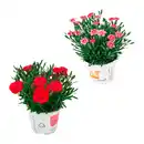 Bild 1 von GARDENLINE Dianthus-Party