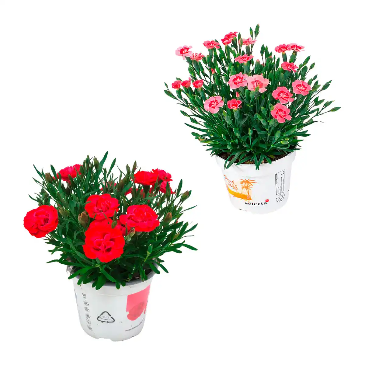 Bild 1 von GARDENLINE Dianthus-Party