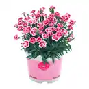 Bild 3 von GARDENLINE Dianthus-Party