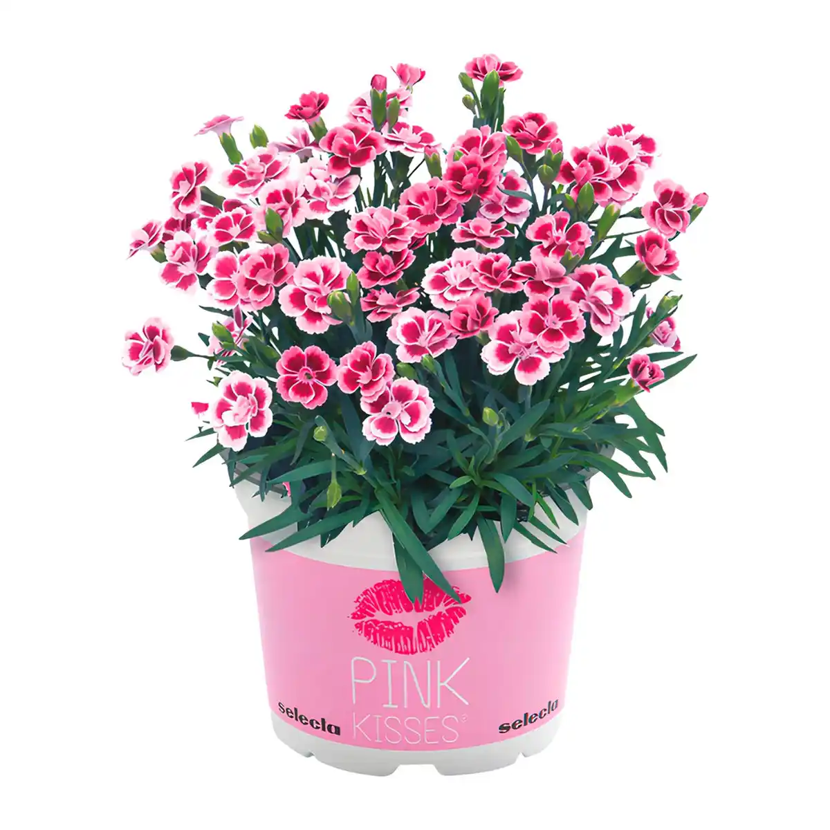 Bild 3 von GARDENLINE Dianthus-Party