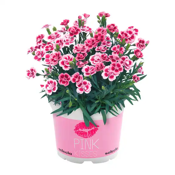 Bild 3 von GARDENLINE Dianthus-Party