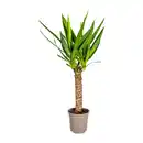 Bild 2 von GARDENLINE Grünpflanze