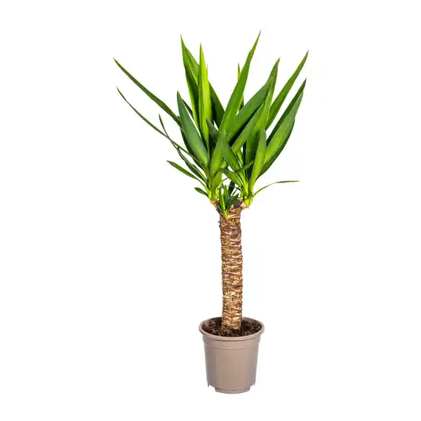 Bild 2 von GARDENLINE Grünpflanze