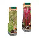 Bild 1 von GARDENLINE Ziergras